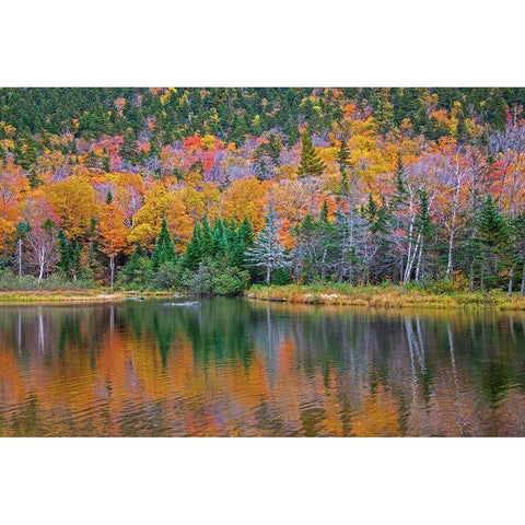 USA-New Hampshire-New England Fall colors reflected in the waters of the Saco River Crawford Notch  White Modern Wood Framed Art Print by Gulin, Sylvia