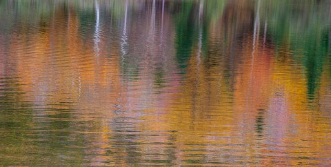 USA-New Hampshire-New England Fall colors reflected in the waters of the Saco River Crawford Notch  White Modern Wood Framed Art Print with Double Matting by Gulin, Sylvia