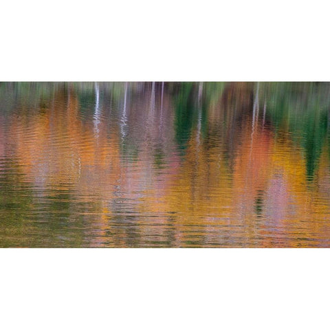 USA-New Hampshire-New England Fall colors reflected in the waters of the Saco River Crawford Notch  Black Modern Wood Framed Art Print by Gulin, Sylvia