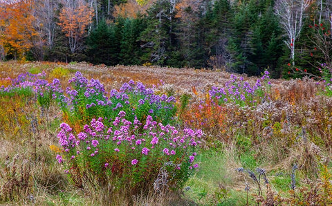 USA-New Hampshire-New England field off of highway 302 with Autumn daisies and hillside backdrop wi Black Ornate Wood Framed Art Print with Double Matting by Gulin, Sylvia