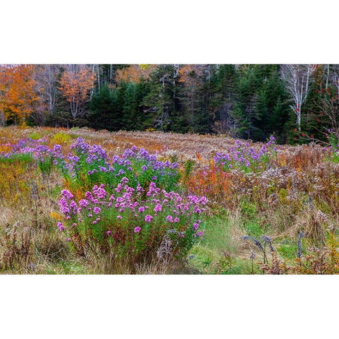 USA-New Hampshire-New England field off of highway 302 with Autumn daisies and hillside backdrop wi Black Modern Wood Framed Art Print by Gulin, Sylvia