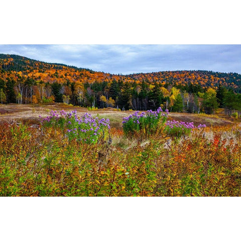 USA-New Hampshire-New England field off of highway 302 with Autumn daisies and hillside backdrop wi Black Modern Wood Framed Art Print with Double Matting by Gulin, Sylvia