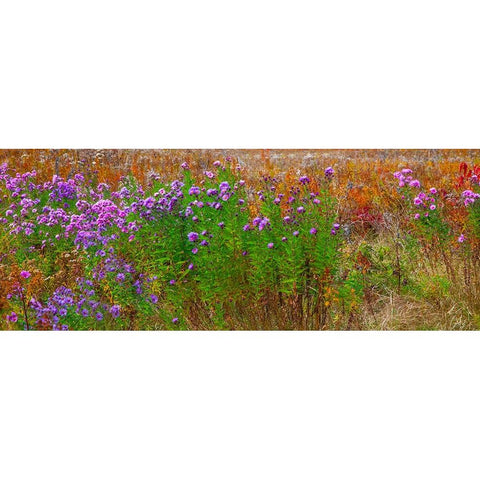 USA-New Hampshire-New England field off of highway 302 with Autumn daisies and hillside backdrop wi White Modern Wood Framed Art Print by Gulin, Sylvia