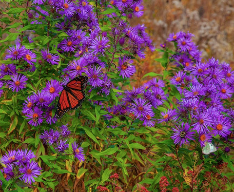 USA-New Hampshire field of daisies with Monarch Butterfly feeding just off of Highway 302 White Modern Wood Framed Art Print with Double Matting by Gulin, Sylvia