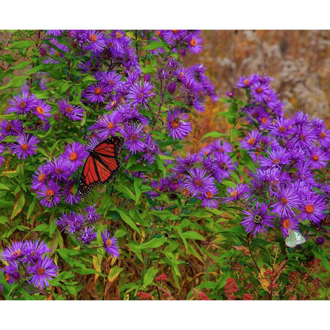 USA-New Hampshire field of daisies with Monarch Butterfly feeding just off of Highway 302 Gold Ornate Wood Framed Art Print with Double Matting by Gulin, Sylvia