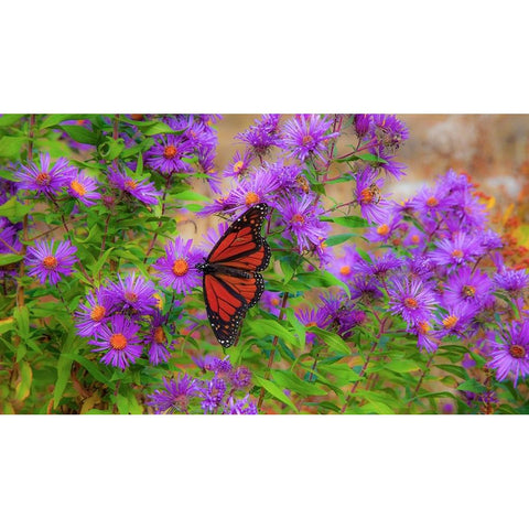 USA-New Hampshire field of daisies with Monarch Butterfly feeding just off of Highway 302 Black Modern Wood Framed Art Print by Gulin, Sylvia