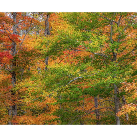 USA-New Hampshire-Franconia hardwood forest of maple trees in Autumn White Modern Wood Framed Art Print by Gulin, Sylvia