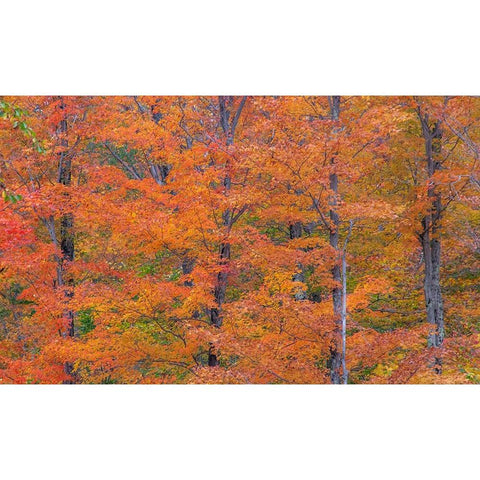USA-New Hampshire-Franconia hardwood forest of maple trees in Autumn Black Modern Wood Framed Art Print with Double Matting by Gulin, Sylvia
