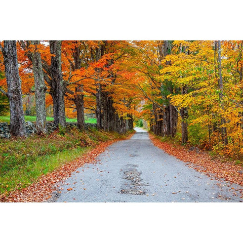 USA-New Hampshire-One lane road lined with Maple trees and stone fence in Autumn Gold Ornate Wood Framed Art Print with Double Matting by Gulin, Sylvia