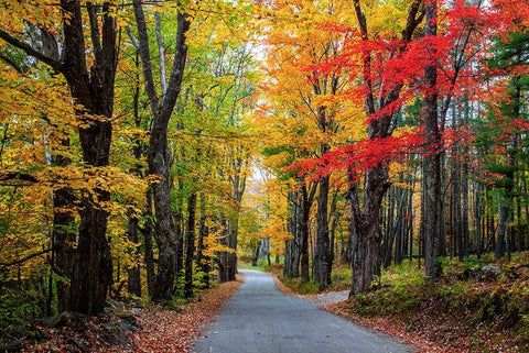 USA-New Hampshire-tree-lined road with maple trees in Fall colors Black Ornate Wood Framed Art Print with Double Matting by Gulin, Sylvia
