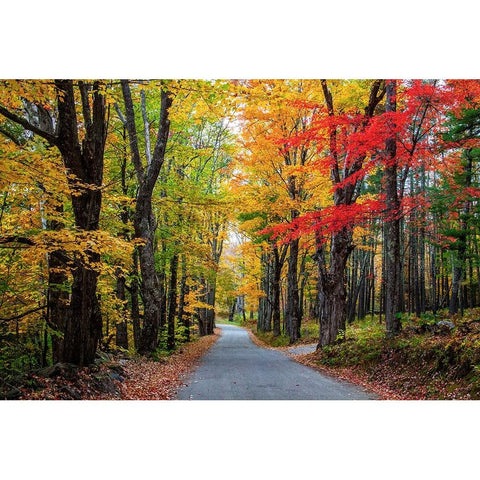 USA-New Hampshire-tree-lined road with maple trees in Fall colors Black Modern Wood Framed Art Print with Double Matting by Gulin, Sylvia