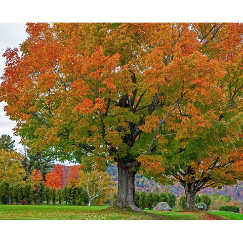 USA-New Hampshire-Fall colors with White Birch and Maple trees Gold Ornate Wood Framed Art Print with Double Matting by Gulin, Sylvia