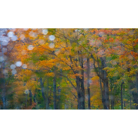USA-New Hampshire-Sugar Hill looking through windshield on rainy day with Hardwood trees in Autumn  Black Modern Wood Framed Art Print with Double Matting by Gulin, Sylvia
