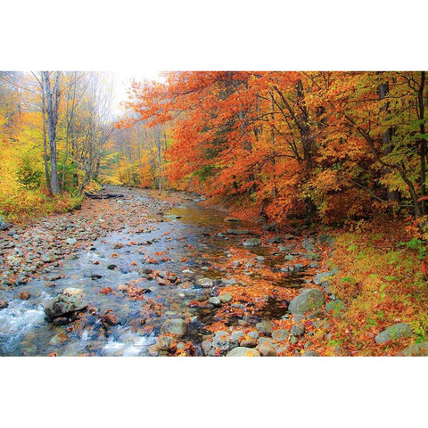 USA-New Hampshire Autumn colors on Maple-Beech trees along the edge of the river Black Modern Wood Framed Art Print by Gulin, Sylvia