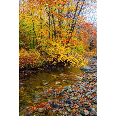 USA-New Hampshire Autumn colors on Maple-Beech trees along the edge of the river Black Modern Wood Framed Art Print by Gulin, Sylvia