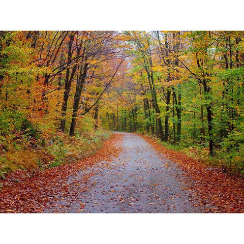 USA-New Hampshire-Sugar Hill wet and foggy morning along roadway in Autumn colors Gold Ornate Wood Framed Art Print with Double Matting by Gulin, Sylvia