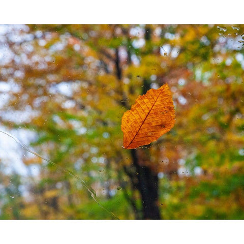 USA-New Hampshire fallen Beech leaf on wet windshield Autumn Gold Ornate Wood Framed Art Print with Double Matting by Gulin, Sylvia