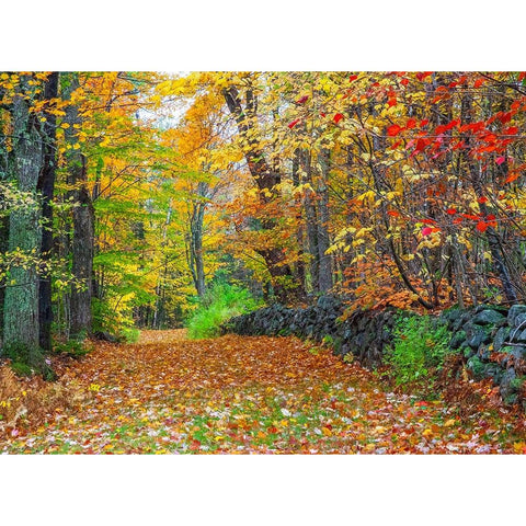USA-New Hampshire leaf covered lane Autumn colors and stone fence Black Modern Wood Framed Art Print by Gulin, Sylvia