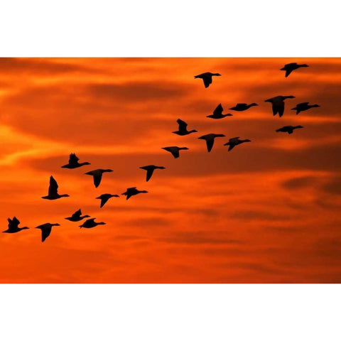NJ, Cape May Flying birds silhouetted at sunrise Black Modern Wood Framed Art Print by OBrien, Jay