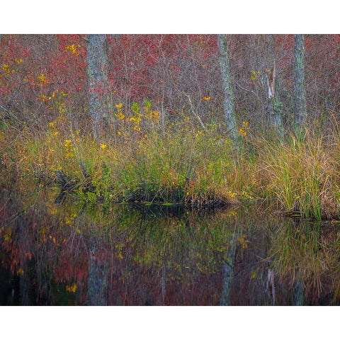 New Jersey-Wharton State Forest Forest reflections in pond  White Modern Wood Framed Art Print by Jaynes Gallery