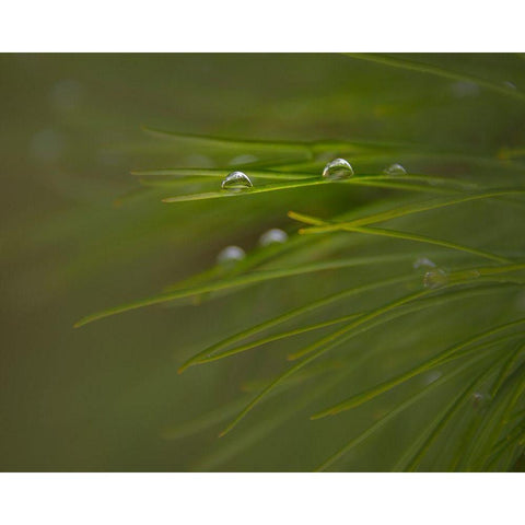 New Jersey-Wharton State Forest Close-up of dew on grass  Gold Ornate Wood Framed Art Print with Double Matting by Jaynes Gallery