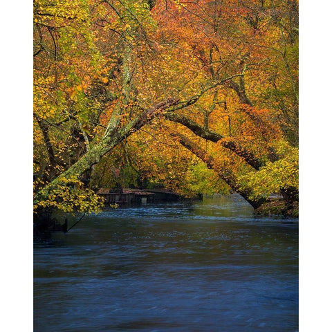New Jersey-Wharton State Forest River and forest in autumn  White Modern Wood Framed Art Print by Jaynes Gallery