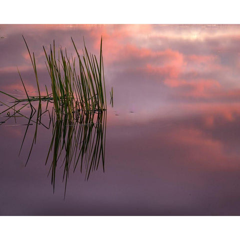 New Jersey-Pine Barrens Sunset on lake reeds  Gold Ornate Wood Framed Art Print with Double Matting by Jaynes Gallery
