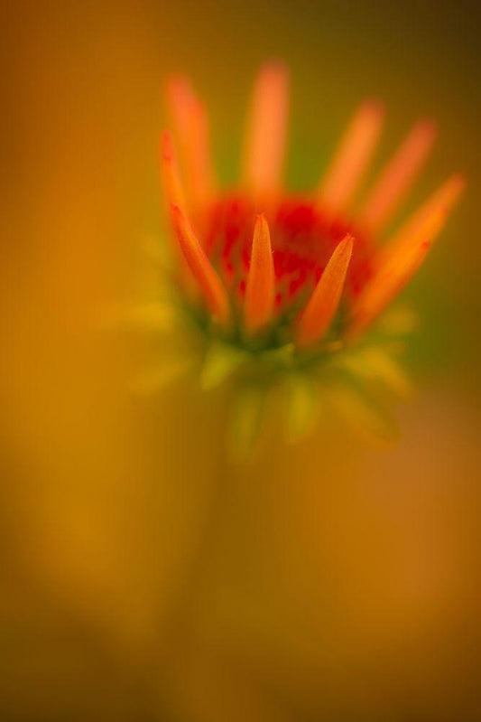 Image Only