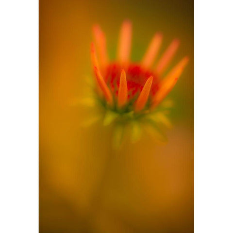 New Jersey-Rio Grande Close-up of coneflower  Black Modern Wood Framed Art Print by Jaynes Gallery