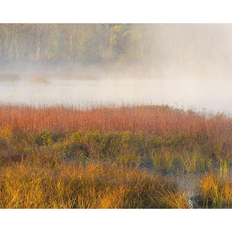 New Jersey-Pine Barrens March grasses and fog at sunrise  Black Modern Wood Framed Art Print with Double Matting by Jaynes Gallery