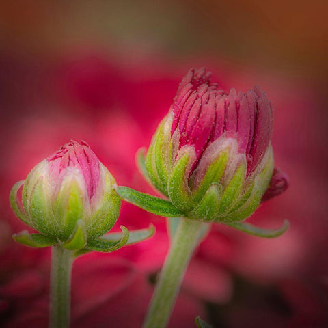 New Jersey-Rio Grande Close-up of carnation flower buds in garden  White Modern Wood Framed Art Print with Double Matting by Jaynes Gallery