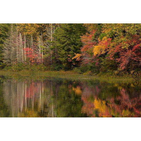 New Jersey-Wharton State Forest Lake and forest in autumn  Black Modern Wood Framed Art Print with Double Matting by Jaynes Gallery
