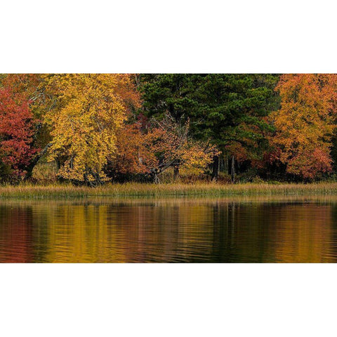 New Jersey-Wharton State Forest Lake and forest in autumn  Black Modern Wood Framed Art Print by Jaynes Gallery