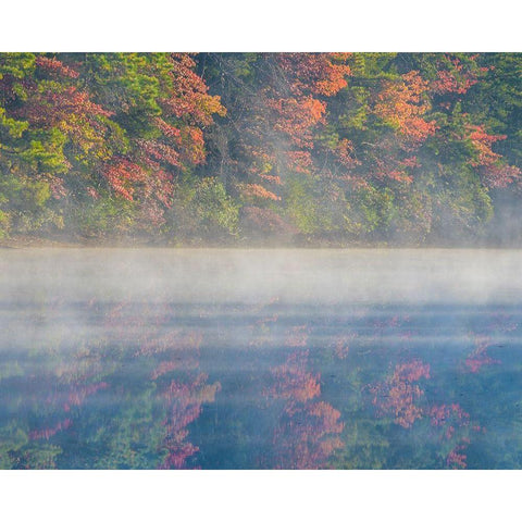 New Jersey-Belleplain State Forest Sunrise on lake fog  Black Modern Wood Framed Art Print with Double Matting by Jaynes Gallery