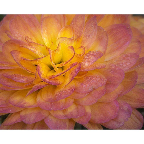 New Jersey-Rio Grande Mum flower close-up  Black Modern Wood Framed Art Print with Double Matting by Jaynes Gallery