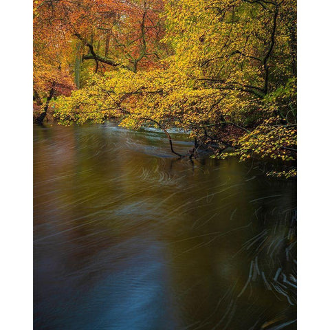 New Jersey-Wharton State Forest River and forest in autumn  White Modern Wood Framed Art Print by Jaynes Gallery