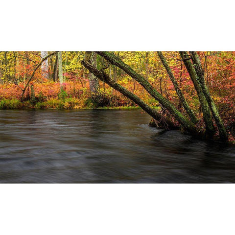 New Jersey-Wharton State Forest River and forest in autumn  Black Modern Wood Framed Art Print by Jaynes Gallery