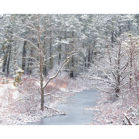 USA-New Jersey-Pine Barrens National Preserve-Winter scenic of stream and forest Black Modern Wood Framed Art Print by Jaynes Gallery