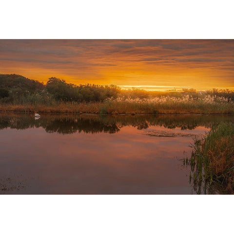 USA-New Jersey-Cape May National Seashore Sunrise on marsh White Modern Wood Framed Art Print by Jaynes Gallery