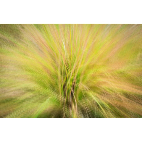 USA-New Jersey-Cape May National Seashore Abstract sunrise on waving grasses Black Modern Wood Framed Art Print with Double Matting by Jaynes Gallery