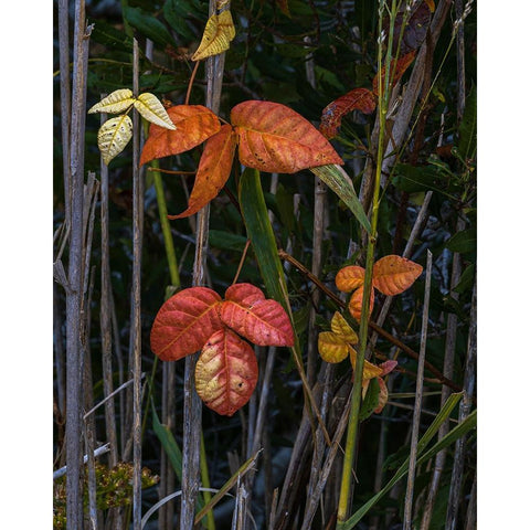 USA-New Jersey-Cape May National Seashore Close-up of autumn-colored leaves Black Modern Wood Framed Art Print with Double Matting by Jaynes Gallery