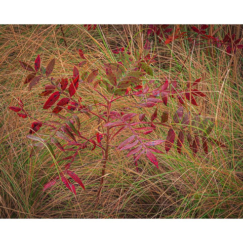 USA-New Jersey-Cape May National Seashore Autumn colors on marsh sapling Black Modern Wood Framed Art Print by Jaynes Gallery