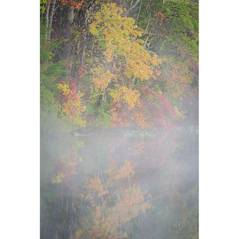USA-New Jersey-Pine Barrens National Preserve Foggy forest and lake landscape White Modern Wood Framed Art Print by Jaynes Gallery