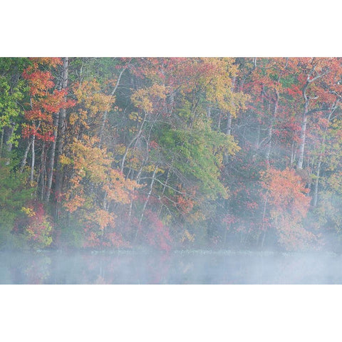 USA-New Jersey-Pine Barrens National Preserve Foggy forest and lake landscape Black Modern Wood Framed Art Print by Jaynes Gallery