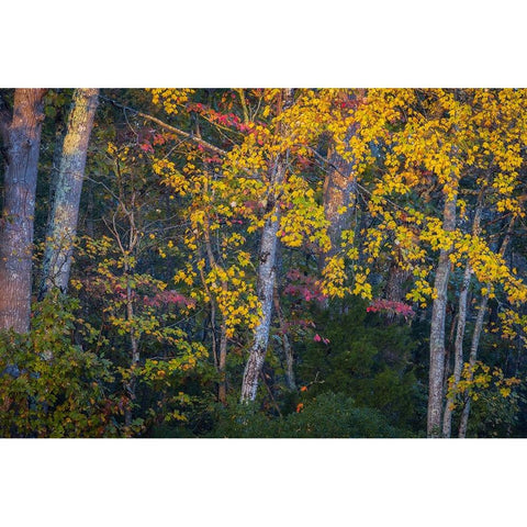 USA-New Jersey-Pine Barrens National Preserve Autumn colors in forest Gold Ornate Wood Framed Art Print with Double Matting by Jaynes Gallery