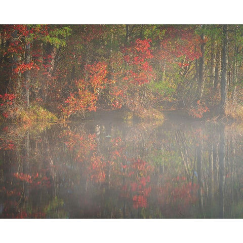 USA-New Jersey-Pine Barrens National Preserve Foggy forest and lake landscape Black Modern Wood Framed Art Print by Jaynes Gallery