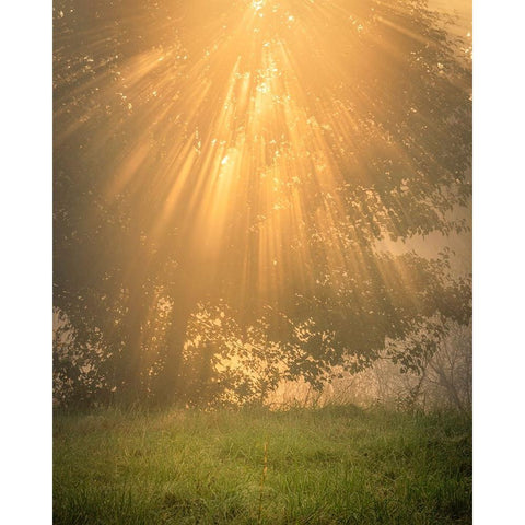 USA-New Jersey-Cape May National Seashore Sunrise sunbeams and tree scenic Black Modern Wood Framed Art Print by Jaynes Gallery