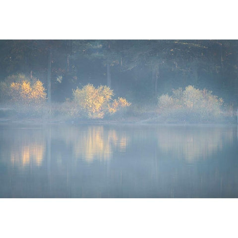 USA-New Jersey-Cape May National Seashore Foggy forest reflections on lake at sunrise White Modern Wood Framed Art Print by Jaynes Gallery