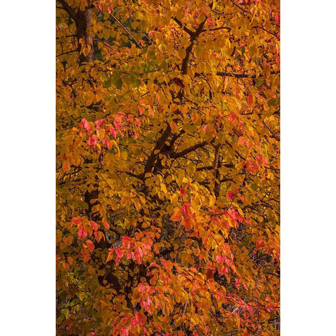 USA-New Jersey-Cape May Tree in autumn foliage Black Modern Wood Framed Art Print by Jaynes Gallery