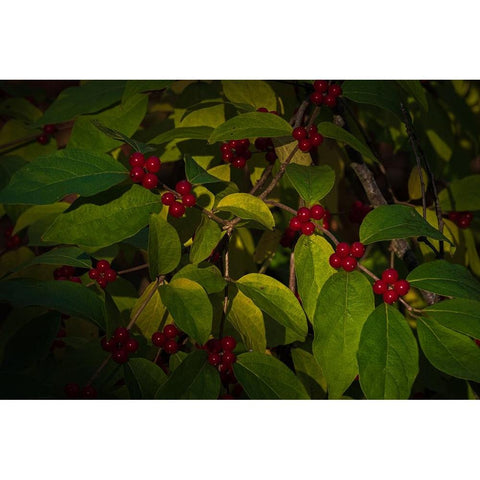 USA-New Jersey-Cape May Close-up of green leaves and red berries Gold Ornate Wood Framed Art Print with Double Matting by Jaynes Gallery